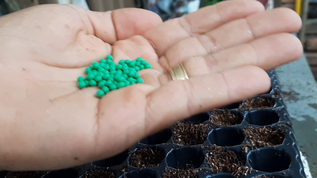 Plantando alface na fibra de coco