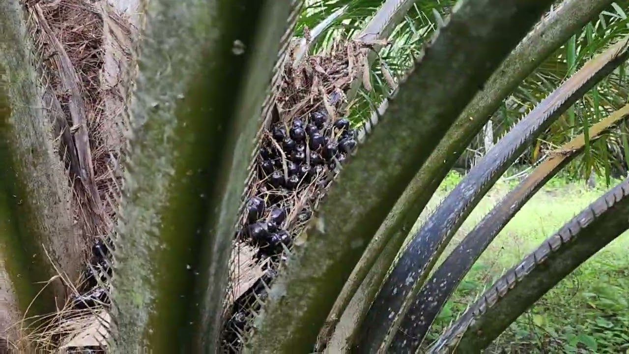 ppks 718 umur 5 Tahun akan di pupuk Menggunakan NPK 13.6.27+4Mg