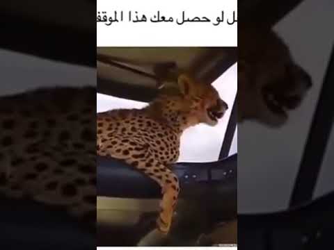 لاتقترب من الفهد أثناء غضبه