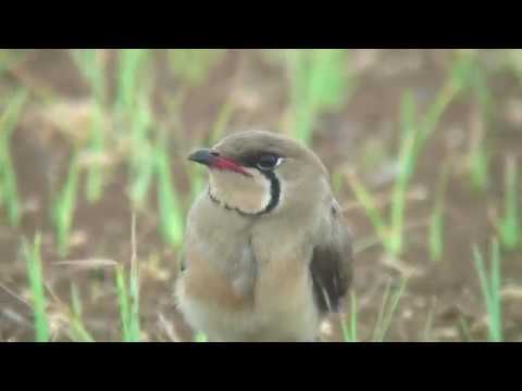 [4K] ツバメチドリ（1）旅鳥または夏鳥（与那国町） - Oriental Pratincole - Wild Bird - 野鳥 動画図鑑