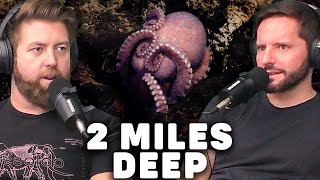 Scientists Discover 4 New Octopus Species in Deep Sea