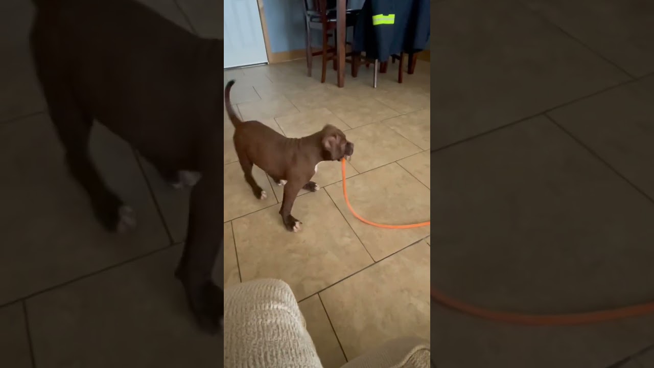 TeamBallin Oxblood (@3months)