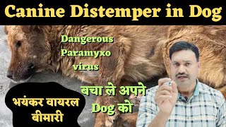 Canine Distemper in Dogs / CD in Dogs / cd virus in dogs / cd disease in dogs