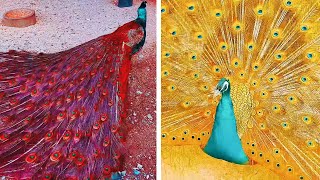 Pea In The Wind, Beautiful, Colourful, Natural Peas Video , Beauty Of Peas