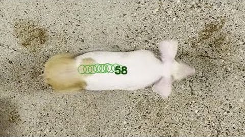 object tracking using DarkHelp