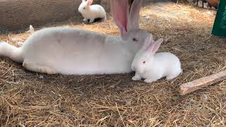 Eleanor is taking a break from her three baby continental giant bunnies