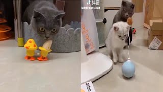 Cat Reaction to Playing Toy || Funny Cat Toy Reaction Compilation || Fun with Pets Tv by Fun with Pets Tv 242 views 3 years ago 6 minutes, 35 seconds