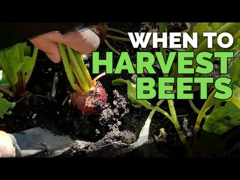 Harvesting Beets: When, How, and Tips for Storing Beets