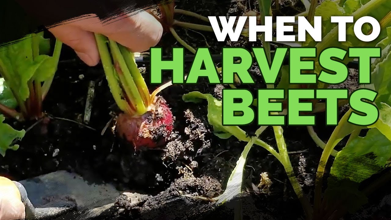 Harvesting Beets When How And Tips For Storing Beets YouTube Harvesting Beets When How And Tips For Storing Beets YouTube