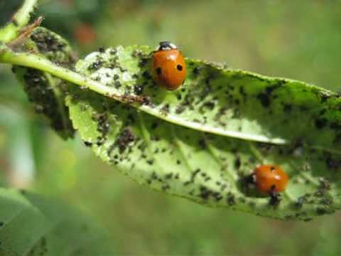 Coccinelle e Afidi