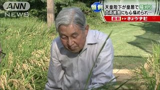 天皇陛下が皇居で稲刈り　大雨被害に心痛められ(15/09/11)