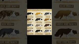 Border Collie Colors 💜 #bordercollie #dogs