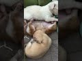 щенки чихуахуа 16.04.2025