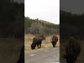 Buffalo along the Road in Custer State Park