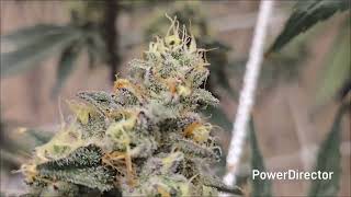 The P.N.R. Run, EP08:  Week 8 Flower...