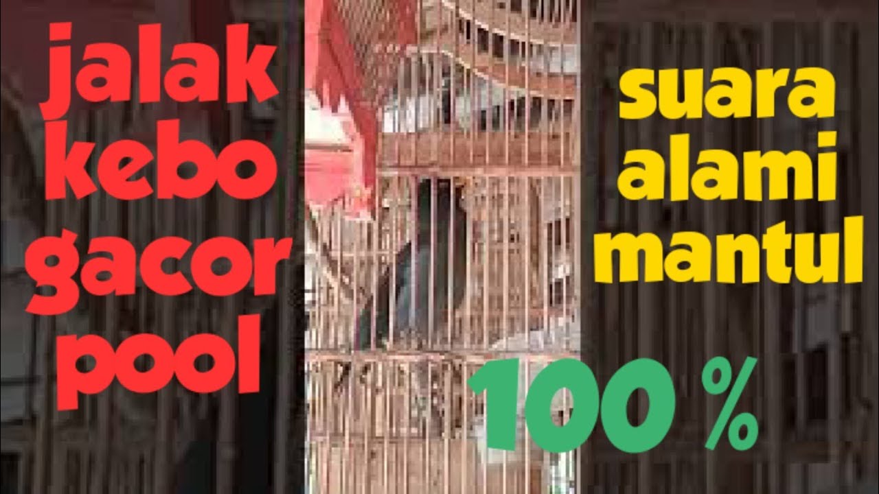 Jalak kebo gacor 