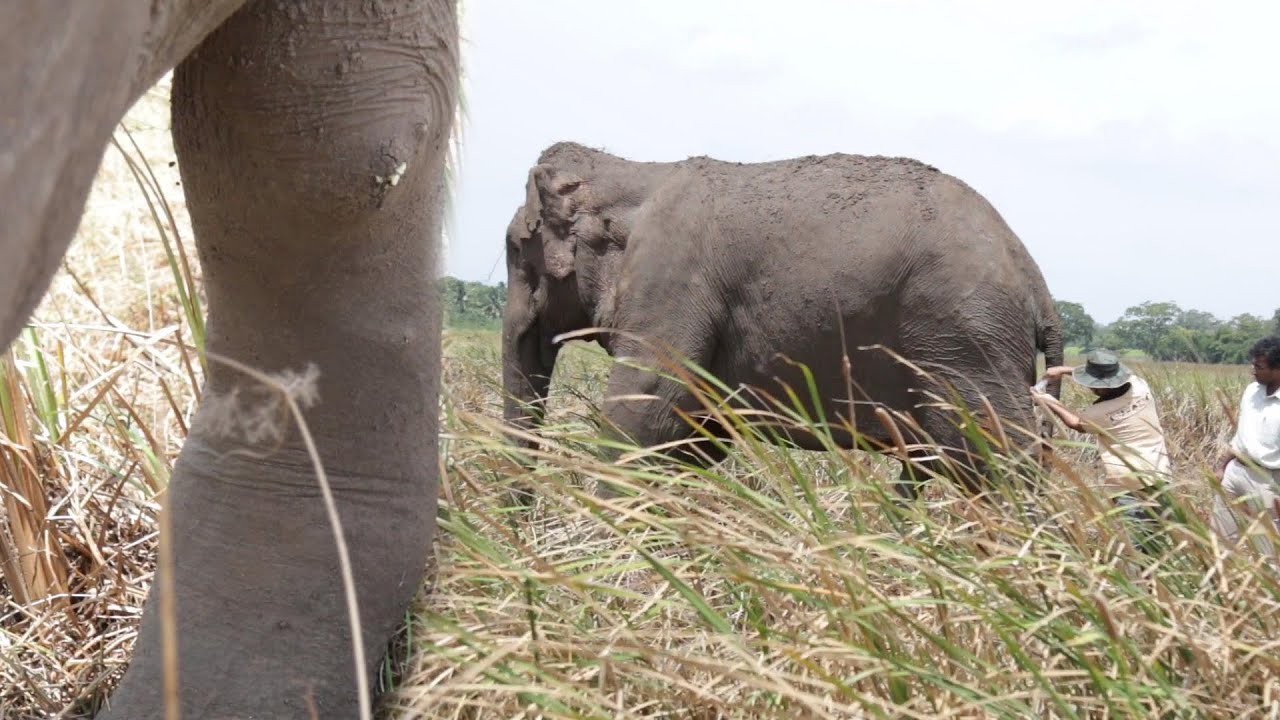Огнестрельное ранение едва не лишило его жизни... Посмотрите, как герои спасли этого слона!