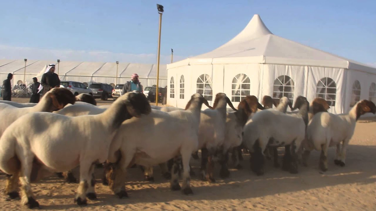 مزاين الكويت نعيم فئة 40 راس وهذلي صدر مراح متعب غريب 20 راس