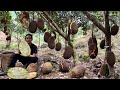 Harvest big jackfruit in the wild garden goes to market sell,  Cook , Cooking ,  vang hoa