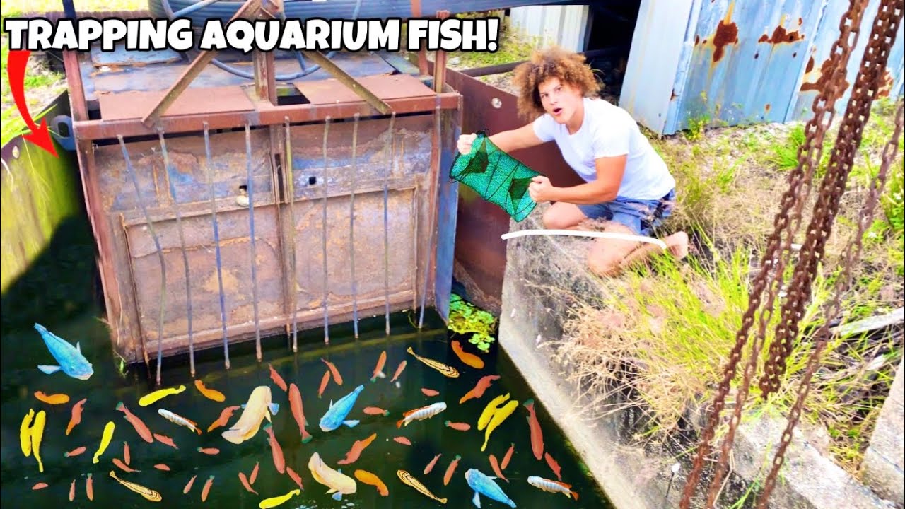 Trapping TONS Of Aquarium FISH From ABANDONED Spillway! - YouTube
