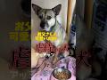 初めて優しくされた家族にアッチャンはお願いをできるようになりました。#shorts