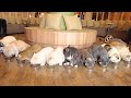 Cleanest Cat Cafe in Tokyo Akihabara 😻 MOCHA Akihabara