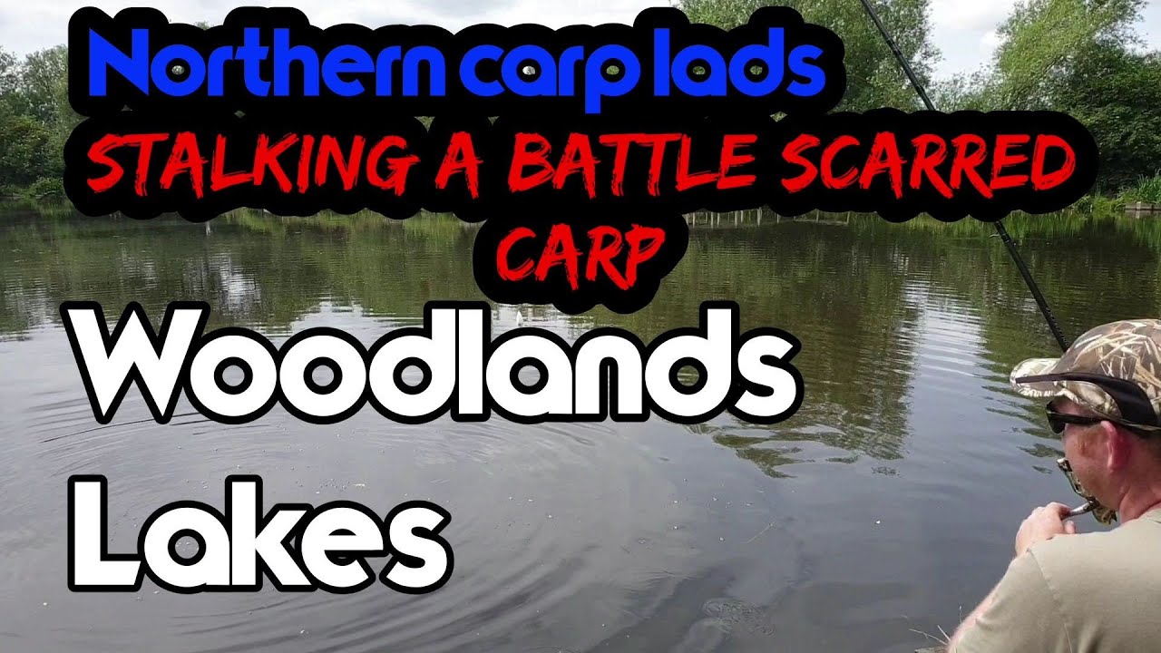 Stalking a battle scarred carp - carp fishing woodlands lakes