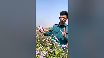 Vùng nguyên liệu Hoa Cứt Lợn làm sản phẩm tinh chất dùng cho Viêm Mũi, Xoang ||Lê Minh Anh