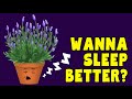 TOP 10 HERBS for SLEEP - Herbal medicine for insomnia