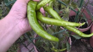 Pepper Plant Profile - Cayenne Pepper