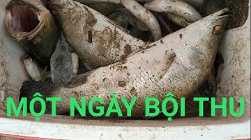 Câu cá bóng đục, câu cá chẽm, Một ngày bội thu của hai anh em