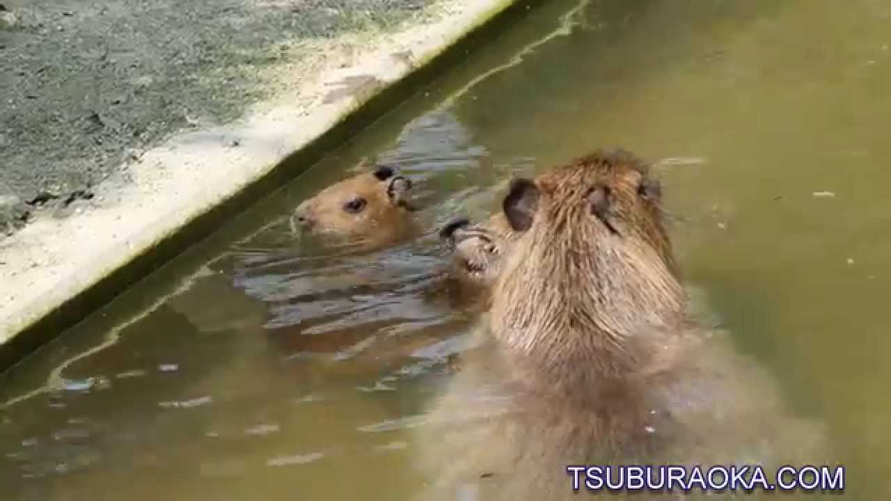 [4K] 赤ちゃんカピバラはまだ泳げないって聞いていたけど、思いっきりダイナミックに泳いでいるぞ!! 東武動物公園 カピバラ YouTube