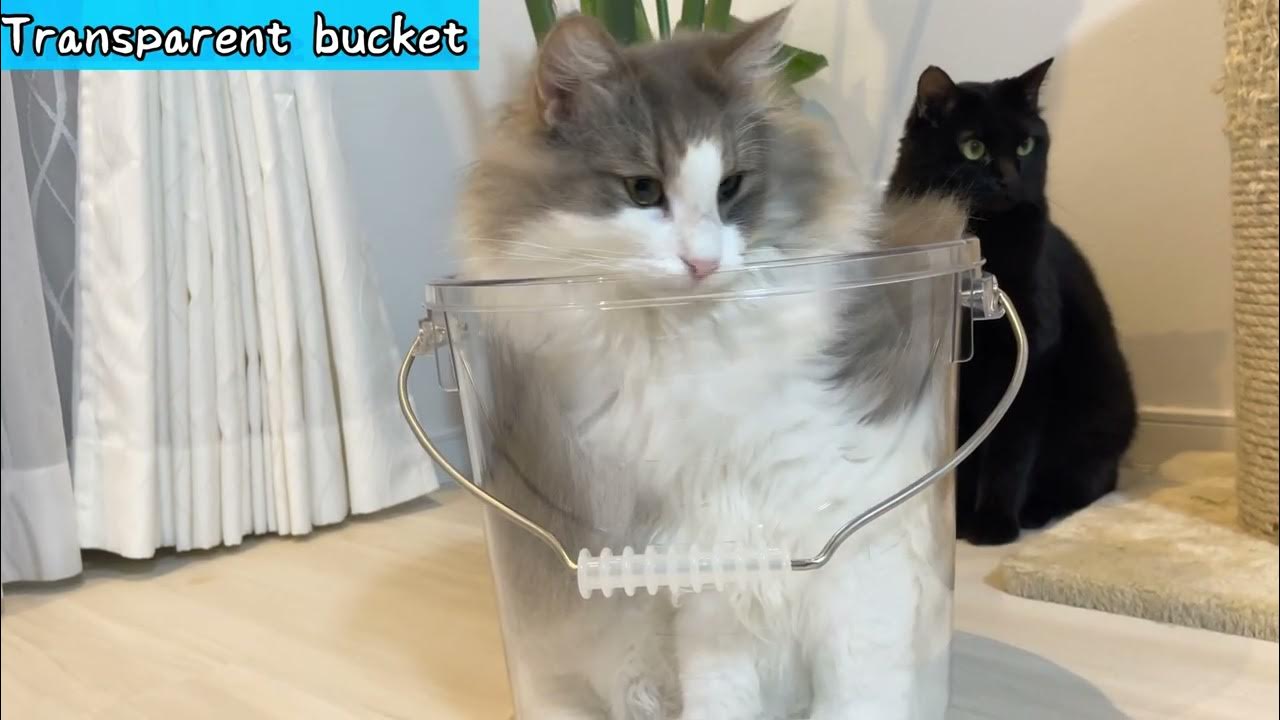 【Norwegian Forest Cat Cat】Why do cats go into the box? YouTube