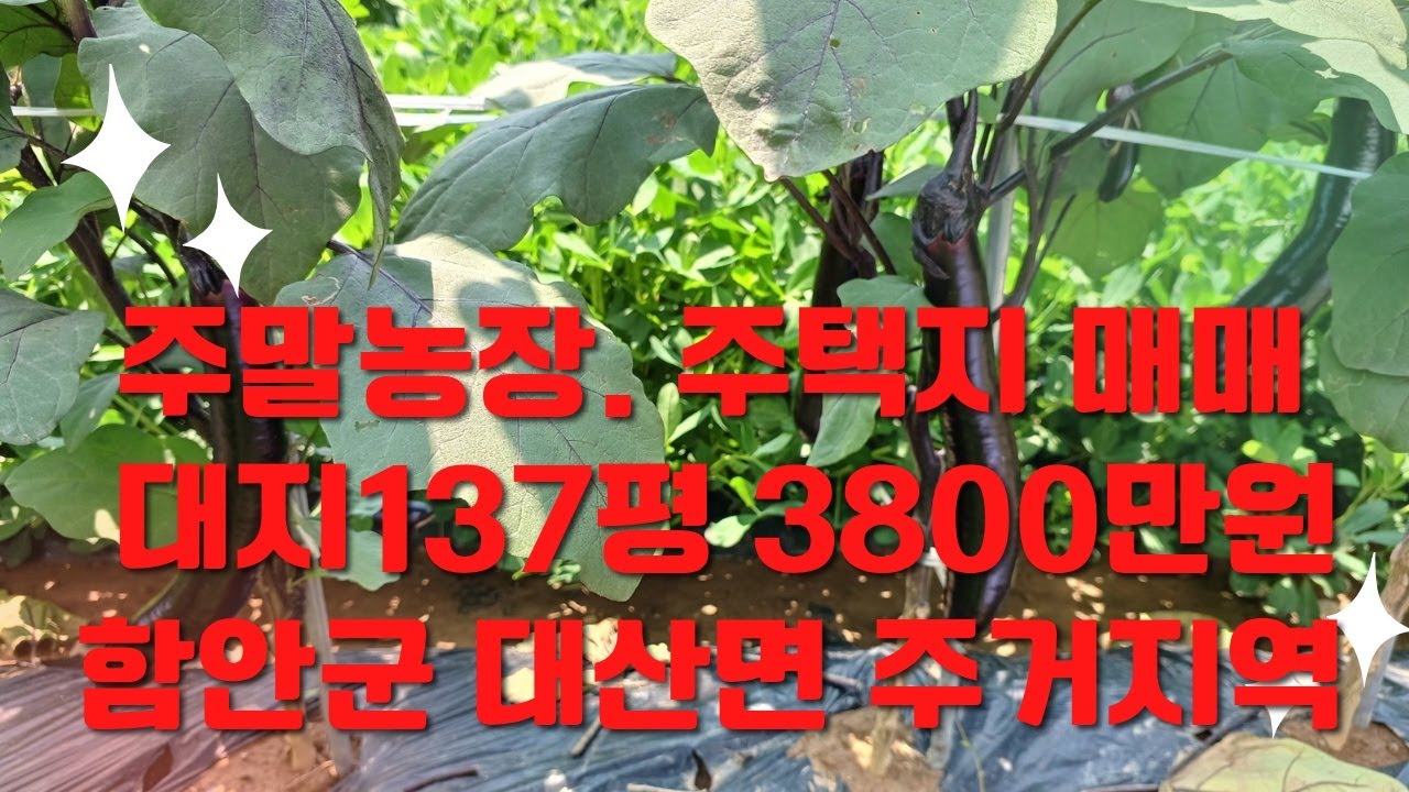주말농장겸 주택지 매매 대지137평 3800만원 함안군 대산면 주거지역 상수도인입 차량진입 햇살 좋은 땅
