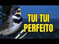 CANTO DO COLEIRO TUI TUI PERFEITO PARA ESQUENTAR COLEIRO E ENSINAR COLEIRO E PAPA CAPIM PARDO