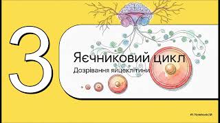 #41. Репродуктивна система, частина 1 - Жіноча репродуктивна система