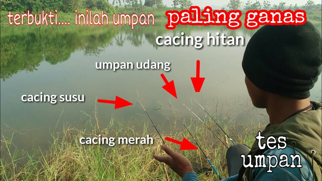 Tes umpan cacing susu ,cacing merah ,cacing hitam/ gelang ,dan udang