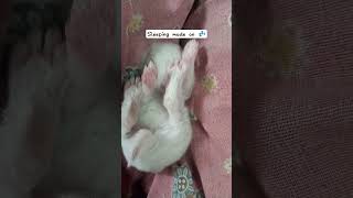 sleeping mode on💤🧿 #rabbitlife #bunny #mybunny #rabbit #cute #pets #mycuterabbit