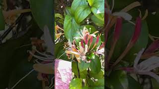 Celebrity Honeysuckle Honeybee.   #bee #nature #honeybee #honeysuckle #love Net Worth