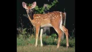 Nurten Demi̇rkol Kömür Gözün Aklım Aldı Aklımı Balam.mp4