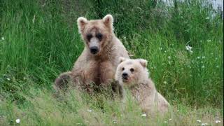 435 Holly 'The Queen' of Katmai by Geo  3,532 views 7 months ago 3 minutes, 29 seconds