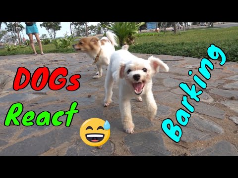 Video How Dogs React When Seeing Stranger 25 - Running,... - youtube