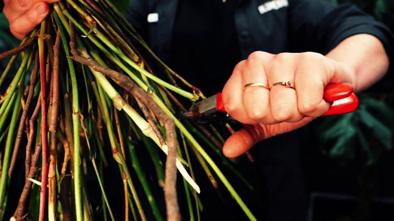 Flower Bouquet by BLUMENHALLE Zürich, watch and be surprised YouTube