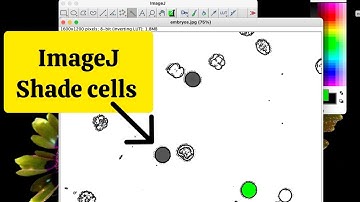 How to measure cell SIZE and shade a sub population of cells with a microscope image in ImageJ
