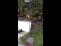 squirrel baffled by home made baffle squirrel baffled by home made baffle