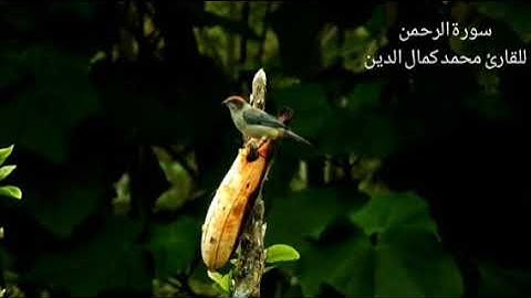 سورة الرحمن للقارئ محمد كمال الدين