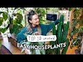 10 easiest unusual indoor plants  easy houseplants even you cant kill