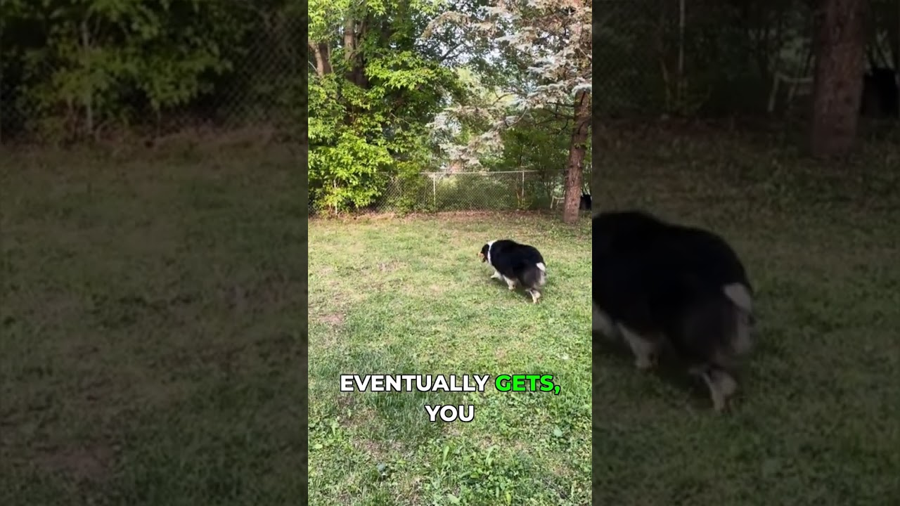 This Dog's Work Ethic Is Insane 🔥 #AustrallianShepard #PurebredPower