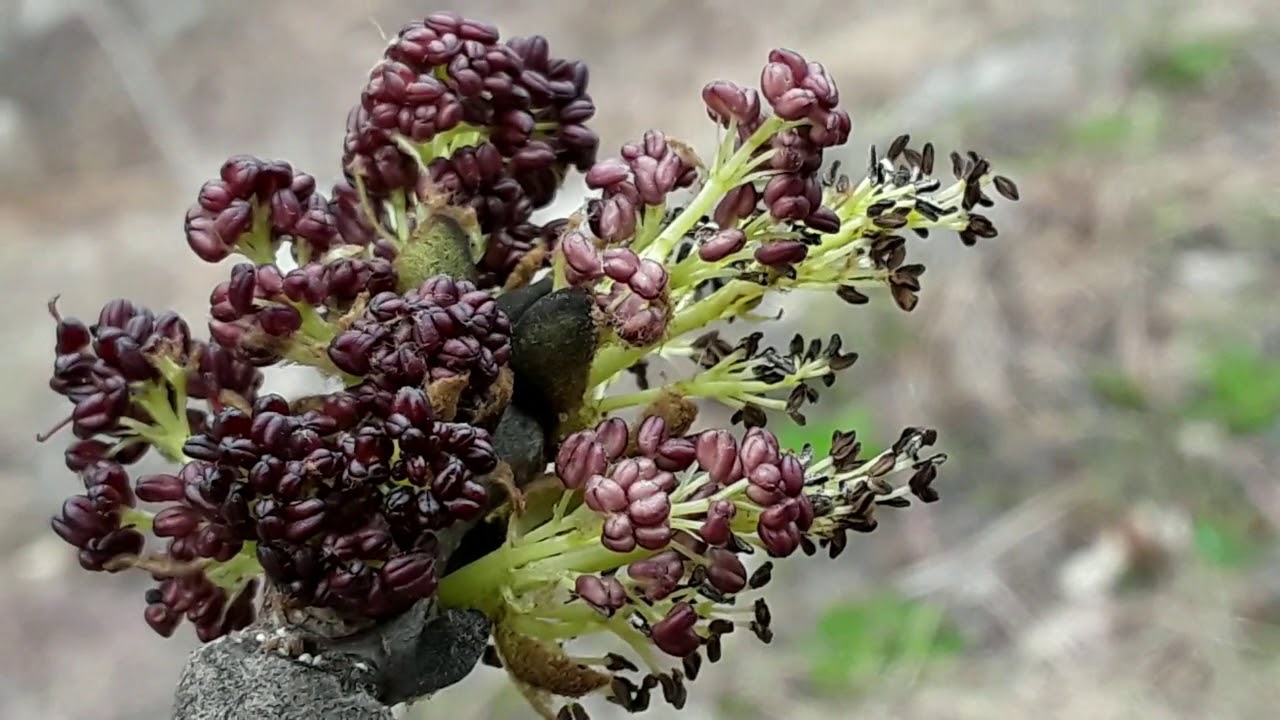 Fraxinus excelsior