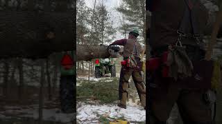 Tension In A Down Tree.